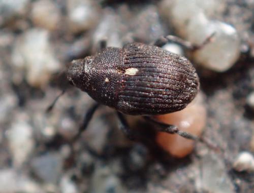 Réf. 357 120 : Glocianus sp.